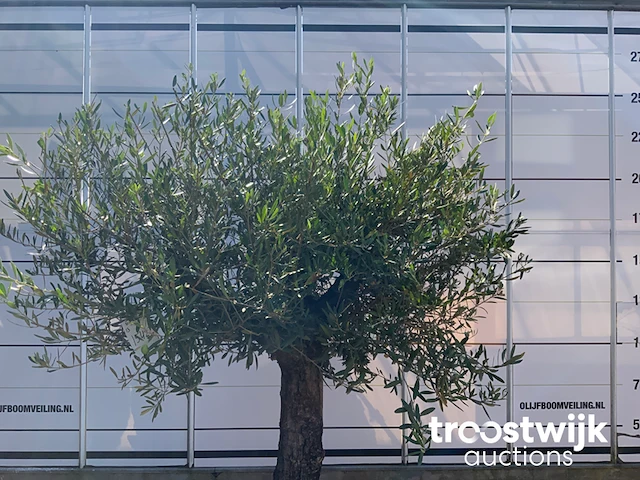 Olea europaea old skin villena - afbeelding 3 van  5