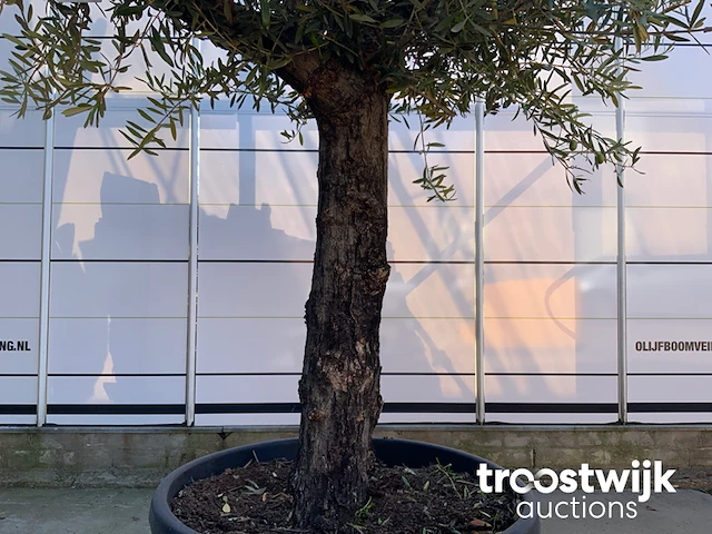 Olea europaea old skin villena - afbeelding 4 van  5