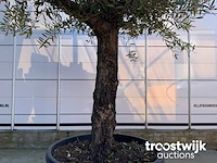 Olea europaea old skin villena - afbeelding 4 van  5