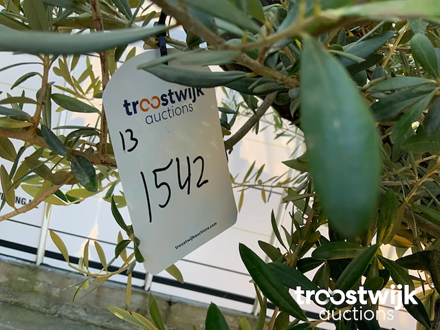 Olea europaea old skin villena - afbeelding 5 van  5