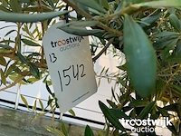 Olea europaea old skin villena - afbeelding 5 van  5