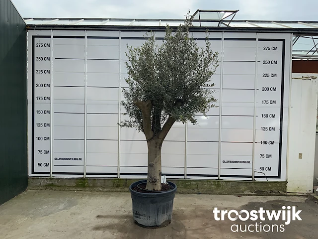 Olea europaea tronco joven liso - afbeelding 1 van  5