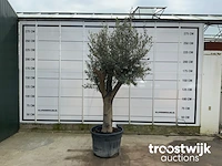 Olea europaea tronco joven liso - afbeelding 1 van  5