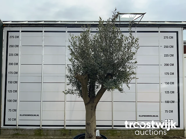 Olea europaea tronco joven liso - afbeelding 2 van  5