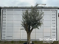 Olea europaea tronco joven liso - afbeelding 2 van  5