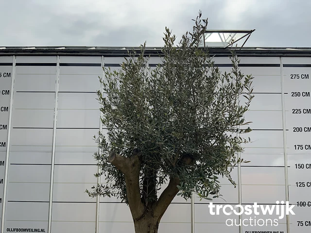 Olea europaea tronco joven liso - afbeelding 3 van  5