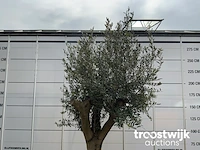Olea europaea tronco joven liso - afbeelding 3 van  5