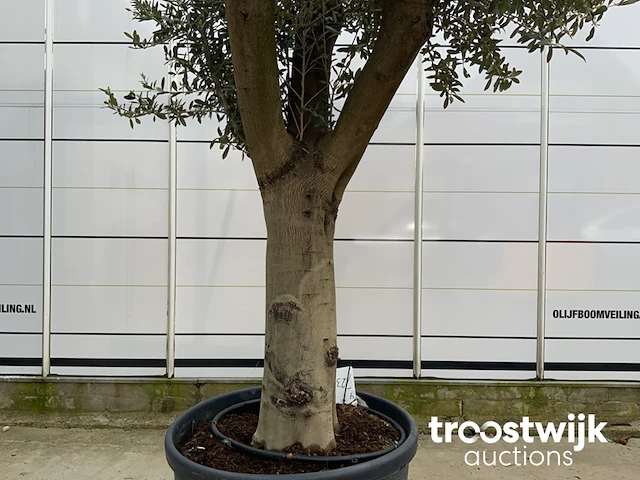 Olea europaea tronco joven liso - afbeelding 4 van  5