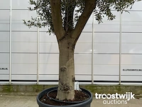 Olea europaea tronco joven liso - afbeelding 4 van  5