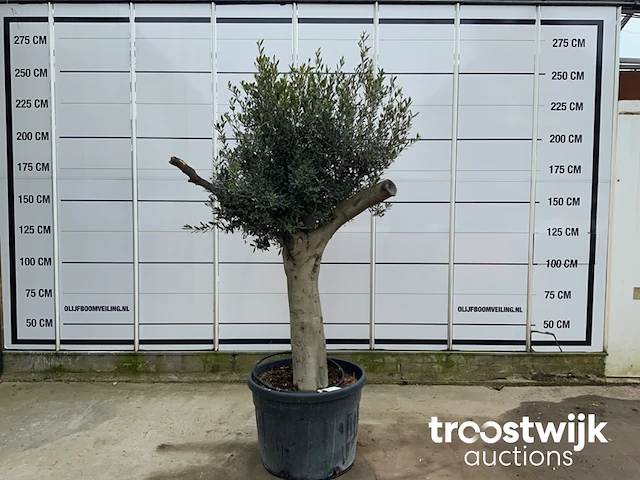 Olea europaea tronco joven liso - afbeelding 1 van  5
