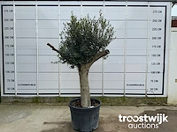 Olea europaea tronco joven liso - afbeelding 1 van  5