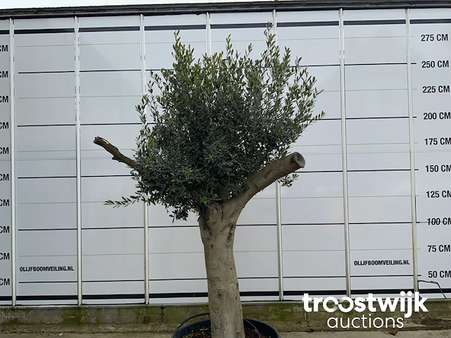 Olea europaea tronco joven liso - afbeelding 2 van  5