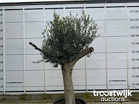 Olea europaea tronco joven liso - afbeelding 2 van  5