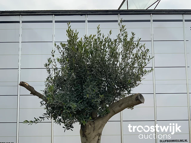 Olea europaea tronco joven liso - afbeelding 3 van  5