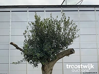 Olea europaea tronco joven liso - afbeelding 3 van  5