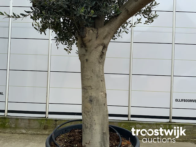 Olea europaea tronco joven liso - afbeelding 4 van  5