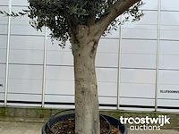 Olea europaea tronco joven liso - afbeelding 4 van  5