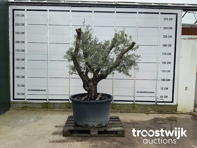 Olea europaea viejo cont - afbeelding 1 van  7