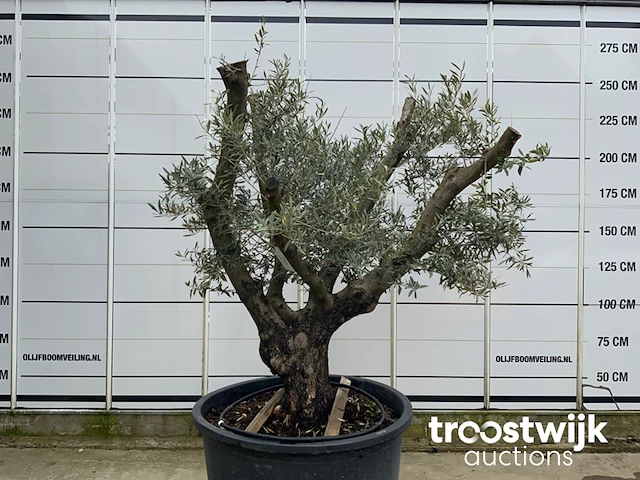 Olea europaea viejo cont - afbeelding 2 van  7