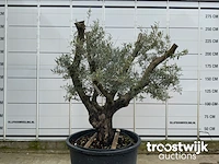 Olea europaea viejo cont - afbeelding 2 van  7