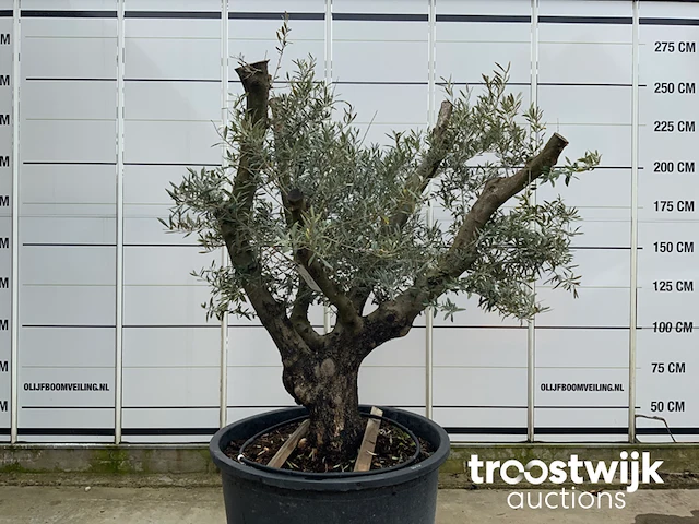 Olea europaea viejo cont - afbeelding 3 van  7
