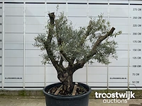Olea europaea viejo cont - afbeelding 3 van  7
