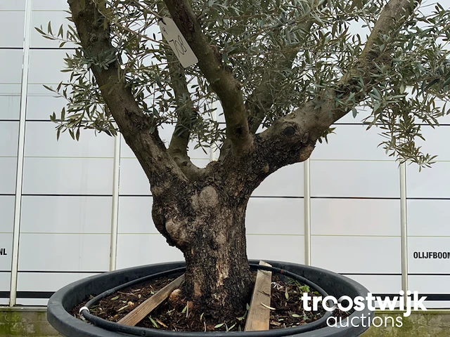 Olea europaea viejo cont - afbeelding 4 van  7