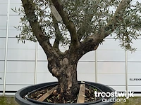 Olea europaea viejo cont - afbeelding 4 van  7