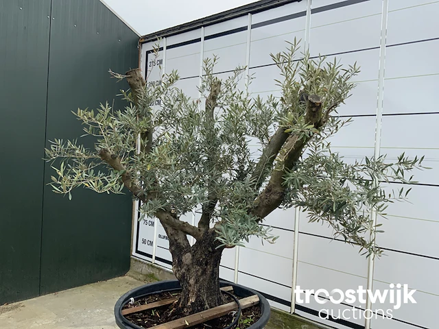 Olea europaea viejo cont - afbeelding 5 van  7