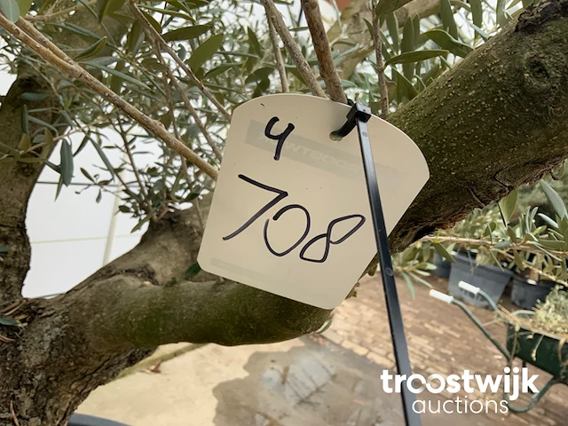 Olea europaea viejo cont - afbeelding 6 van  7