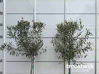 Olea europaea - afbeelding 3 van  4