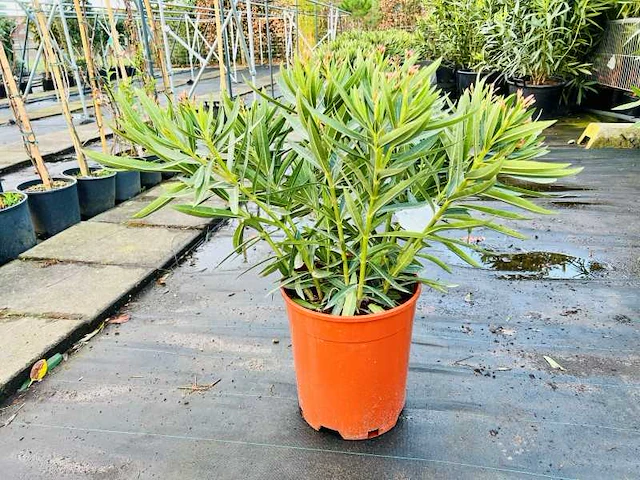 Oleander kleur geel, hoogte 60/80cm - afbeelding 1 van  1