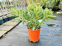 Oleander kleur geel, hoogte 60/80cm - afbeelding 1 van  1