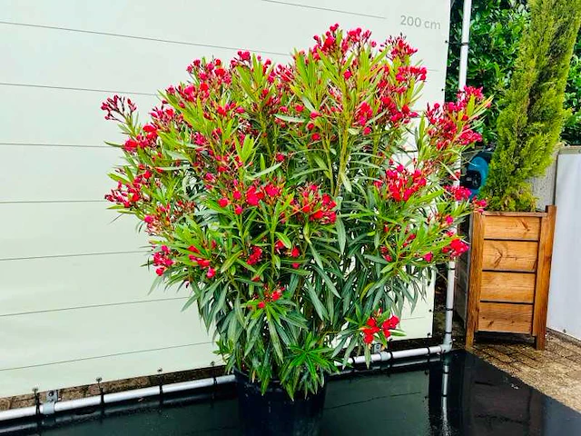 Oleander rood 170cm incl pot - afbeelding 1 van  1