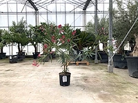 Oleander rood (nerium oleander)