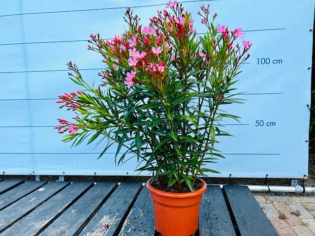 Oleander roze 100cm - afbeelding 1 van  1