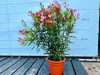 Oleander roze 100cm