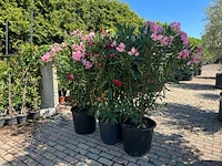 Oleander roze 170cm incl pot - afbeelding 1 van  1