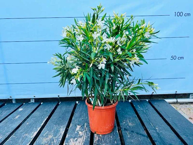Oleander wit 100cm - afbeelding 1 van  1