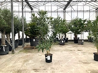 Oleander wit (nerium oleander)