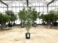 Oleander wit (nerium oleander)