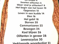 Olifanten - afbeelding 4 van  5
