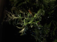 Olijf boom kunstboom - afbeelding 5 van  18