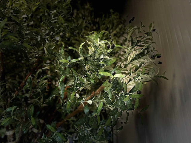 Olijf boom kunstboom - afbeelding 8 van  18