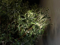 Olijf boom kunstboom - afbeelding 8 van  18