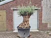 Olijfboom - olea europaea - 100 jaar oud - hoogte ca. 230 cm - afbeelding 1 van  7