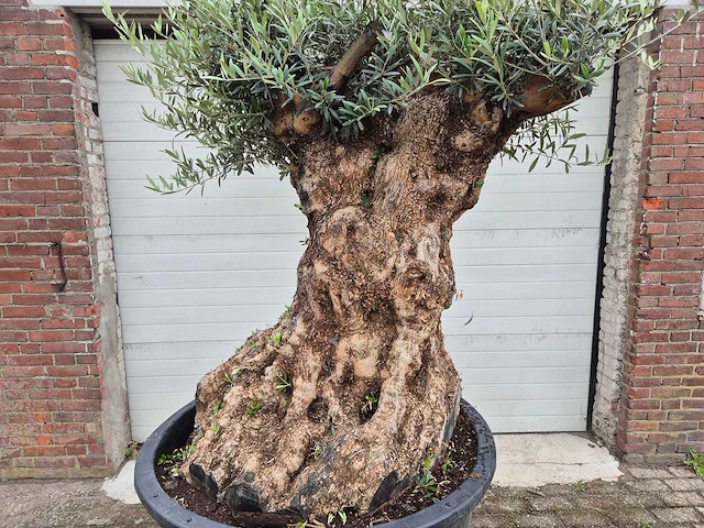 Olijfboom - olea europaea - 100 jaar oud - hoogte ca. 230 cm - afbeelding 2 van  7