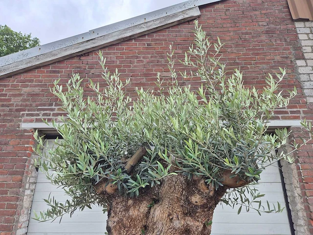 Olijfboom - olea europaea - 100 jaar oud - hoogte ca. 230 cm - afbeelding 3 van  7