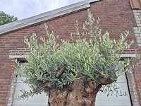 Olijfboom - olea europaea - 100 jaar oud - hoogte ca. 230 cm - afbeelding 3 van  7