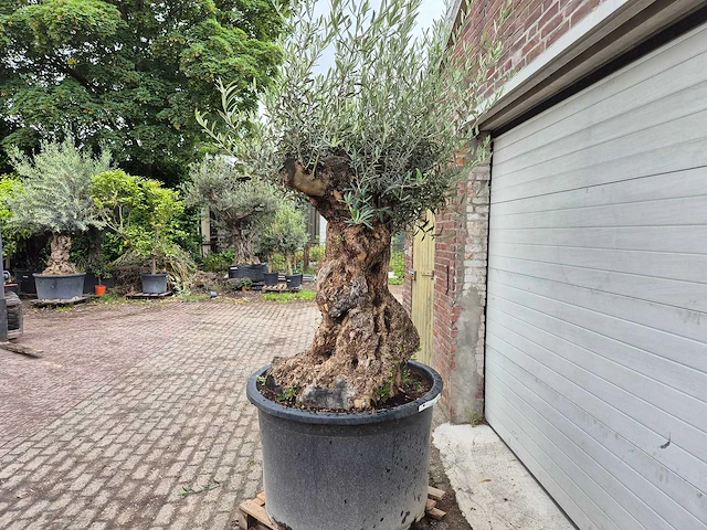 Olijfboom - olea europaea - 100 jaar oud - hoogte ca. 230 cm - afbeelding 4 van  7